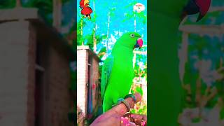 Smart talking parrot shortvideo parrot Aij Ghanta song 🎵 mithutalking birds [upl. by Switzer]