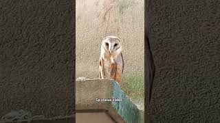 Cute owl 🦉🌟🦉 jaymaalaxmi owl youtubeshorts [upl. by Latsirhc]