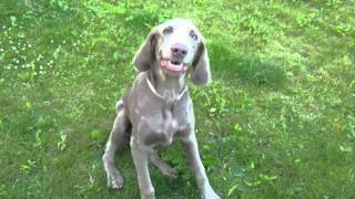 Langhaar Weimaraner Watson bellt [upl. by Ecienal]