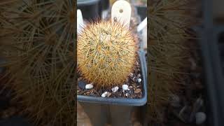 Mammillaria densispina [upl. by Michaele774]