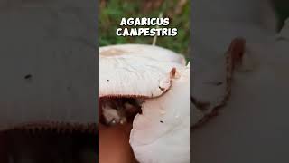 Agaricus campestris shorts [upl. by Tanner32]