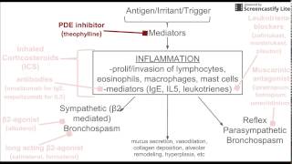 Drugs for Asthma Treatment [upl. by Sandon469]