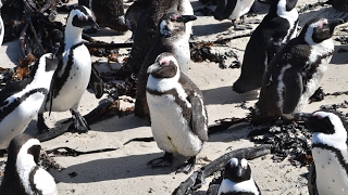 Swimming with African penguins  Boulders Beach Cape Town [upl. by Emma]