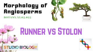 Class 11Botany LectureDiscuss The Differences Between Runner And Stolon With Diagram325 [upl. by Dust]