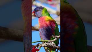 Sound of Rainbow Lorikeet  Australian parrot sounds Trichoglossus haematodus sounds [upl. by Nylrahs]