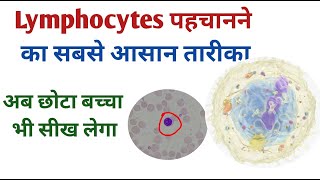 Lymphocytes identification Basic steps I How to identify lymphocytes [upl. by Colfin]