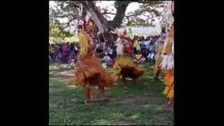 kairuku dancers [upl. by Ynohta]