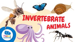 INVERTEBRATE ANIMALS for kids  Arthropods mollusks worms cnidarians and echinoderms [upl. by Ecitnirp]