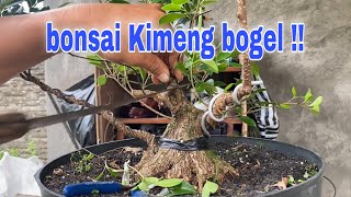 Membuat bonsai kimeng 🌲progres bonsai themax [upl. by Thinia]