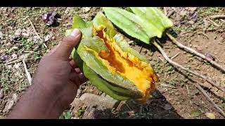 Cómo se llaman estas vainas Bonete cuaguayote kunche orejona Jacaratia mexicana papaya de monte [upl. by Dwayne]