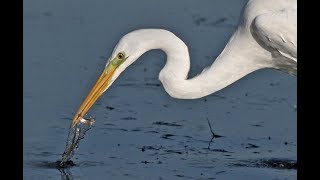 Grande Aigrette [upl. by Kurt]