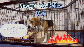 ［ビーグル犬］Newサークル後編 [upl. by Kavanagh]