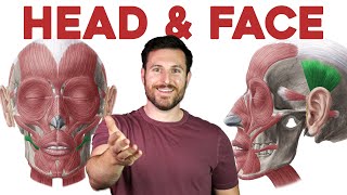 How to Remember Every Muscle in the Head and Face  Corporis [upl. by Cordelie]