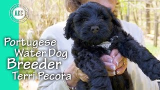 Portuguese Water Dog Breeder  Terri Pecora [upl. by Hannah]