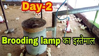 Day2Use of Brooding lamp in poultry farm [upl. by Ainorev]