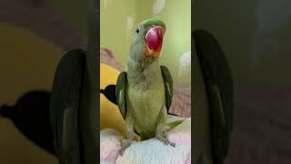 Talking Parrot 🦜funny youtubeshorts parrot ytshorts birds talkingbird shortsvideo ytshorts [upl. by Lefty]