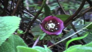 Poisonous Plants 121 Helleborus the hellebores [upl. by Enelam]