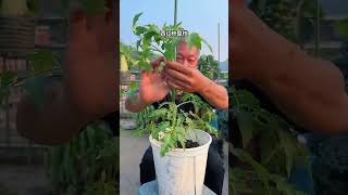 Tomato pruning tomato rurallife garden plantingtips garderningtips vegetables nature [upl. by Keldah]