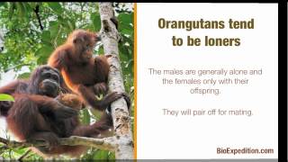 Information about Orangutan [upl. by Nitsug]