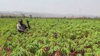 Regional Cassava Initiative Upholding cassavas potential in Africa Long Version [upl. by Adnohser564]