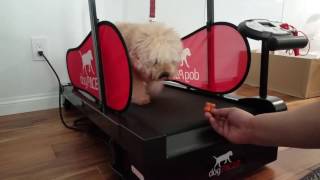 Mini Dog treadmill from DogPacer [upl. by Skier]