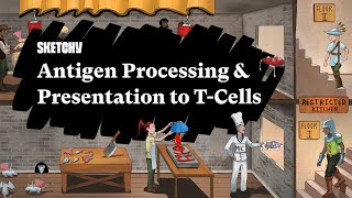 Understanding Antigen Processing amp TCell Presentation Part 1  Sketchy Medical  USMLE Step 1 [upl. by Daron543]