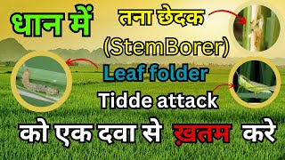 धान की फसल में Stem Borer और Leaf Folder Control कैसे करे l krishisir [upl. by Eisseb]