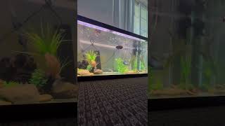 Cichlid tank feeding 🐠aquarium cichlids fish oscarfish dojoloach fishtank feeding [upl. by Agbogla]