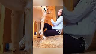 cat dog dogs cut cute love lovecats lovedogs funny virla viralvideo foryou foryoupage [upl. by Riamu]