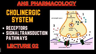 Cholinergic System Basics  Receptors and their Signal transduction  ANS pharmacology L2 [upl. by Marduk66]