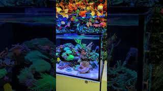 Nearly time for the reef aquariums weekly clean reefzlements reef aquarium coral fishtank [upl. by Any]