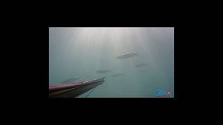 pescasub shorts  CEFALI ALL ATTACCO in formazione fishing in italy spearfishing pescasubmarina [upl. by Oiromed692]