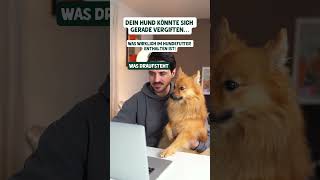 Was wirklich in Hundefutter enthalten ist hundefutter hundeliebhaber hundeernährung doglover [upl. by Gnim]