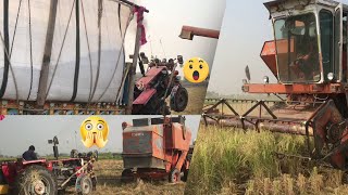 harvest Rice 🌾 with M152 Harvester and Loaded up traler ms260 [upl. by Prochora]