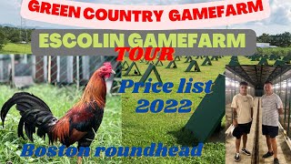 Escolin Gamefarm Green Country Gamefarm pricelist 2022 BOSTON ROUNDHEAD Big Farm In The Philippines [upl. by Orva]