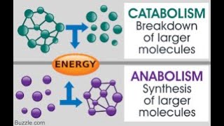 Metabolism Anabolism and Catabolism [upl. by Notsob]