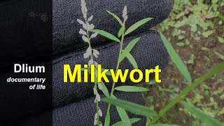 Milkwort Polygala paniculata [upl. by Otir]