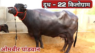 ⭐मेले के समय इतनी शानदार Murrha झोटी 22 किलों दूध काटे का तैयार सांगवान डेयरी फार्मOmbir Pandavan👍 [upl. by Madai206]