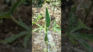 Made beds and irrigated the ladyfinger plants nature farming okra shorts [upl. by Dud]