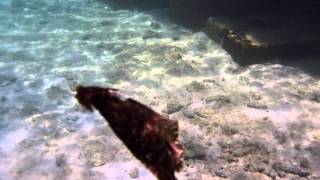 Sea Hare Swimming [upl. by Shult]