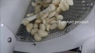 Garlic Peeling GARLIC WASHER DRYER MACHINE LS 300M [upl. by Ynatirb456]