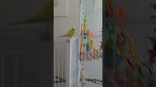 I didnt have any other perchers for Leah 😭 birds babyparrotកូនសេក birdlives birdlife [upl. by Caraviello]