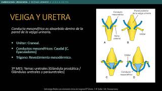 EMBRIOLOGÍA ANATOMÍA MALFORMACIONES RENALES Y URETERALES [upl. by Pierce]