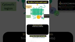 Structure of G Protein Coupled Receptor [upl. by Notneiuq712]