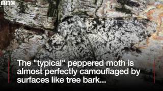 Insect icon Peppered moth mystery solved BBC News [upl. by Bren]