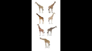 🦒 Types Of Giraffe  Giraffe Species In English Language  Learn Giraffe Types [upl. by Akenaj]