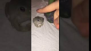 Frog bites finger tiktok [upl. by Eitisahc]