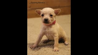 Cherished Chihuahuas Maples litter [upl. by Towbin]