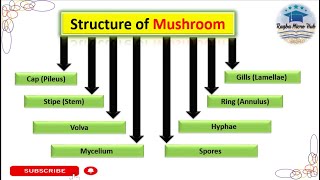 Structure of Mushroom  Fungal Morphology mushroom mycology lecture [upl. by Yeltnerb]