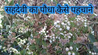 sahadevee ka paudha kaise pahachaaneHow to Sahadevi plant [upl. by Pandolfi]